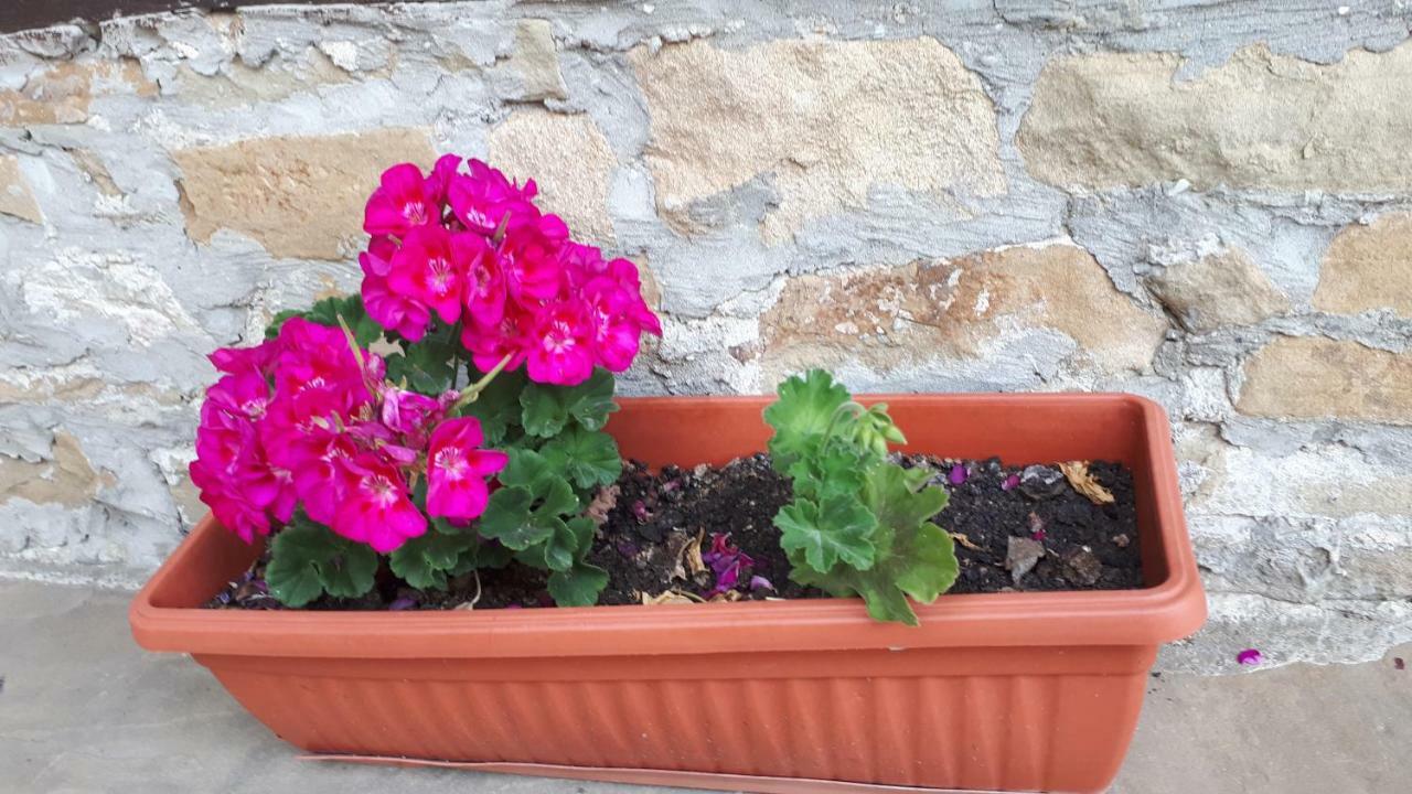 Guest House Zarkova Kushta Żerawna Zewnętrze zdjęcie